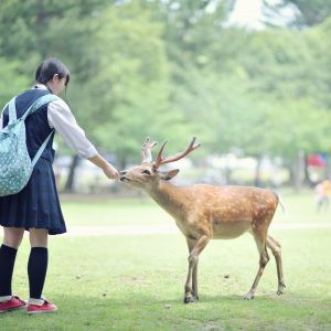 Nara – Sacred Wild Deer