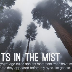 Sequoia’s in the Mist