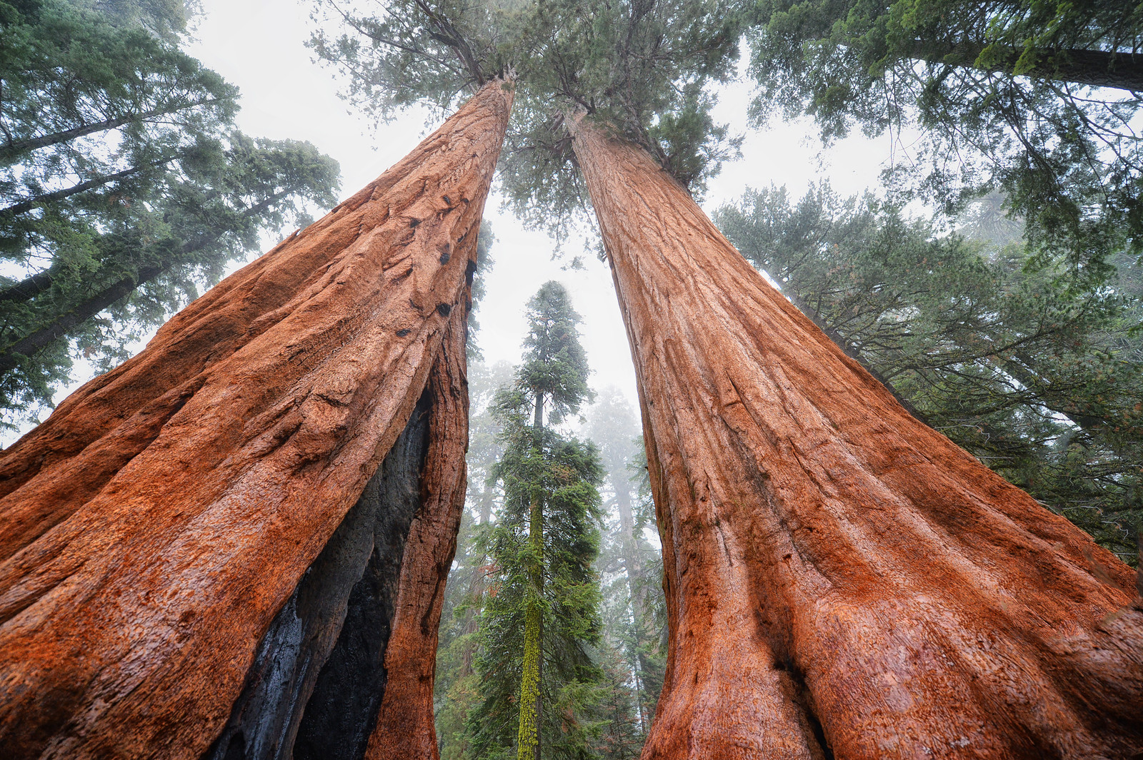 sequoia