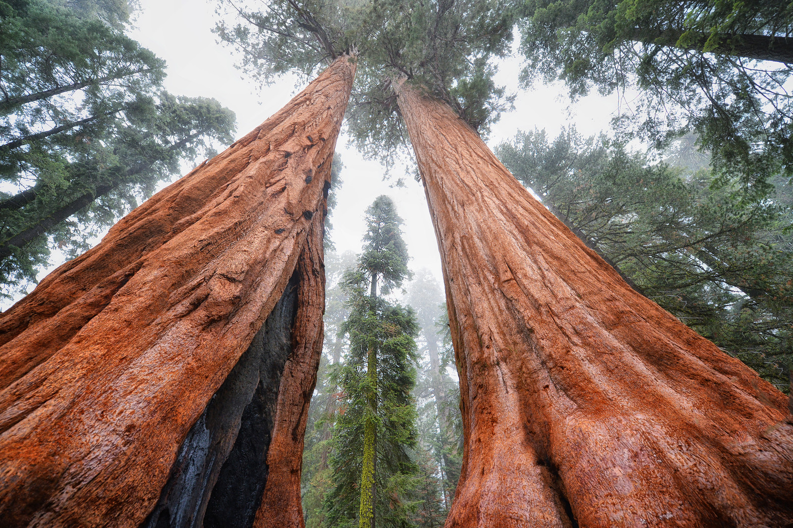 Sequoia; Redwood