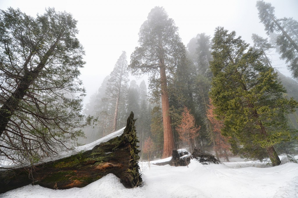 sequoia fallen log-X3