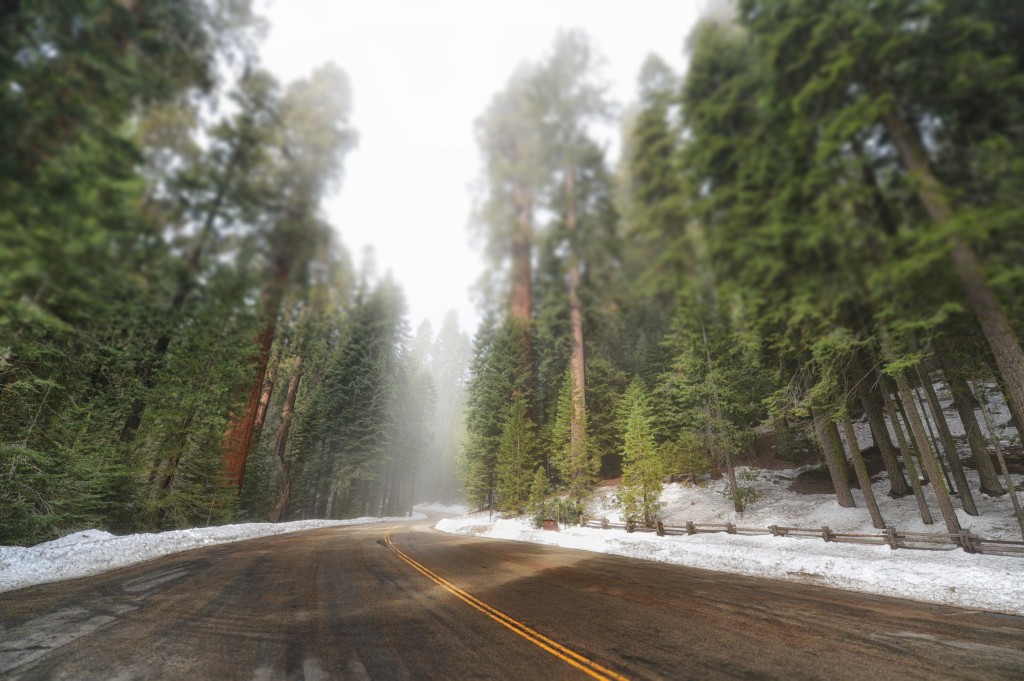 sequoia park road
