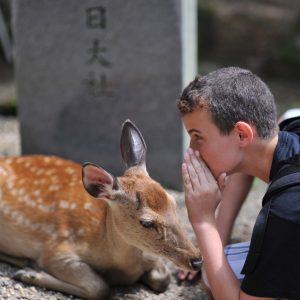 Our Deer Friends in Nara Japan