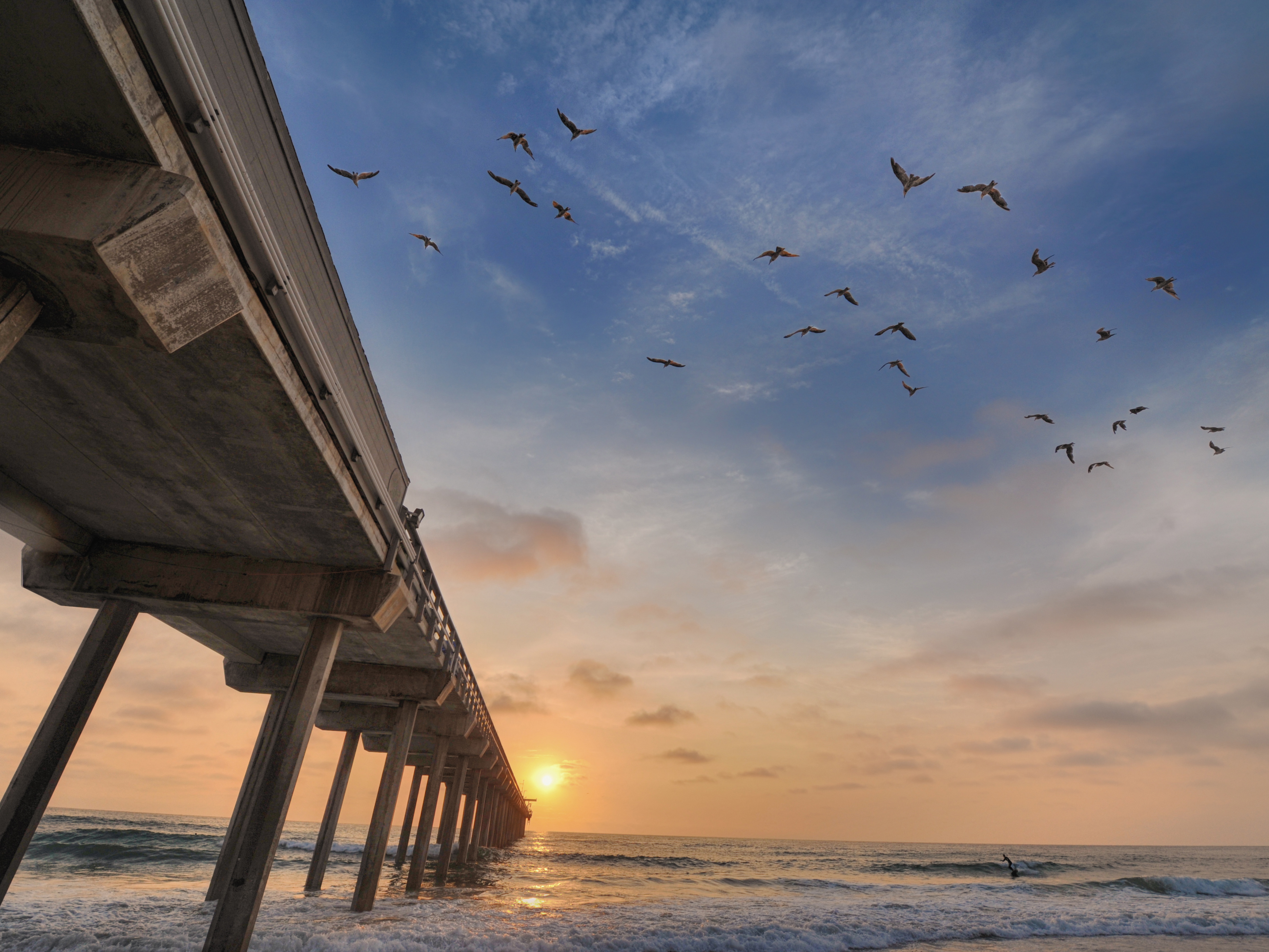 scripps pier with birds