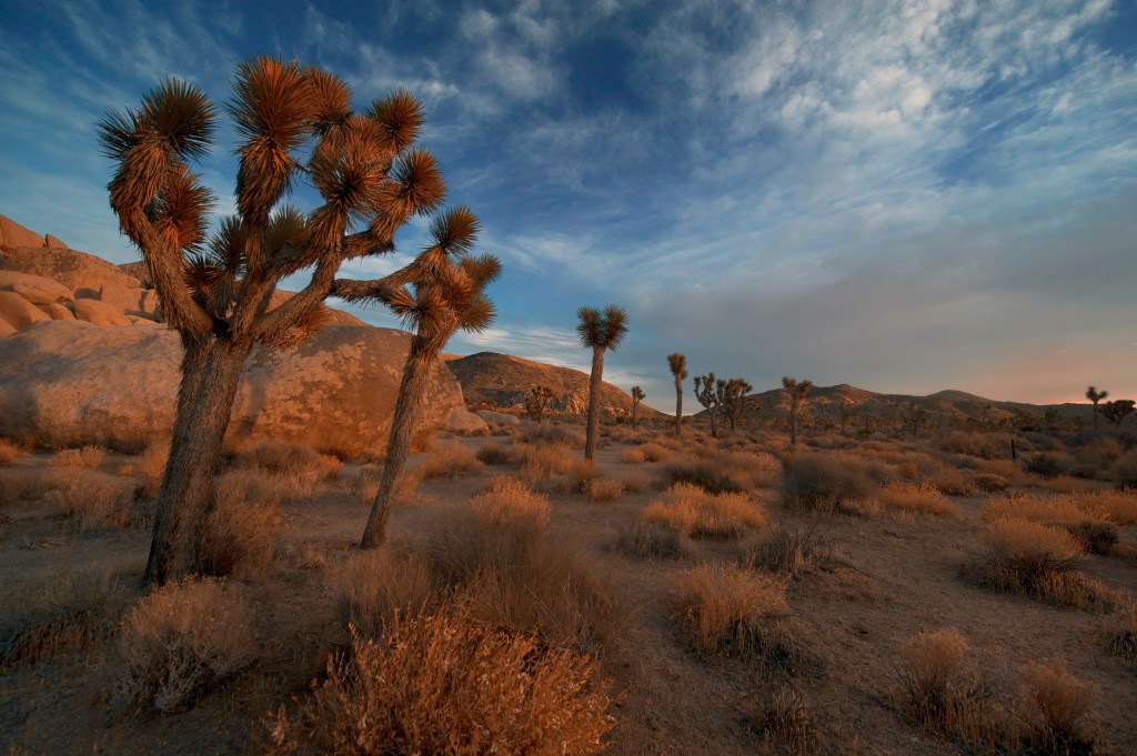 joshua tree copy