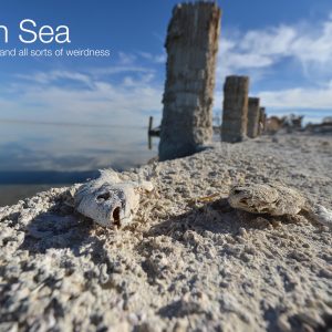 Best Photographs of the Salton Sea