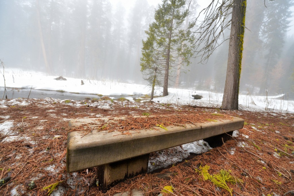 sequoia bench