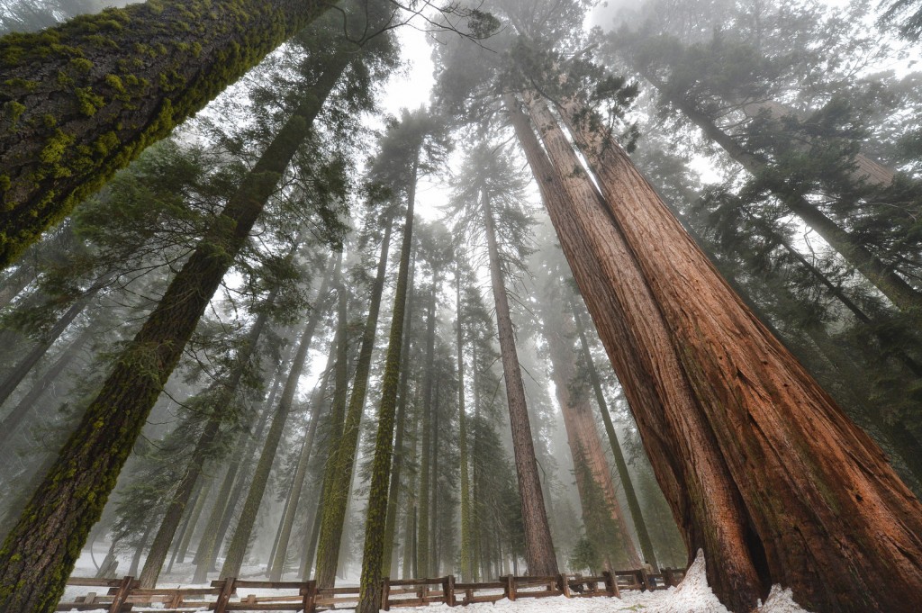 sequoia high def-X3