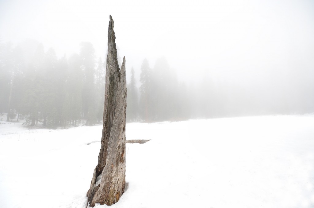 sequoia stick-X3
