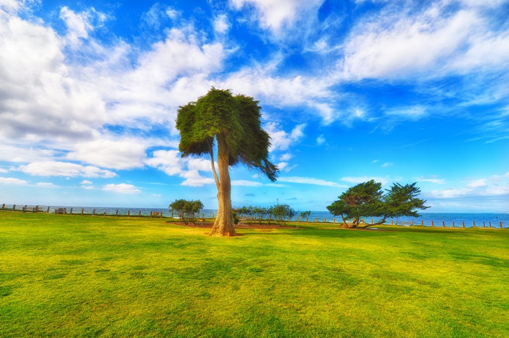 tree in la jolla