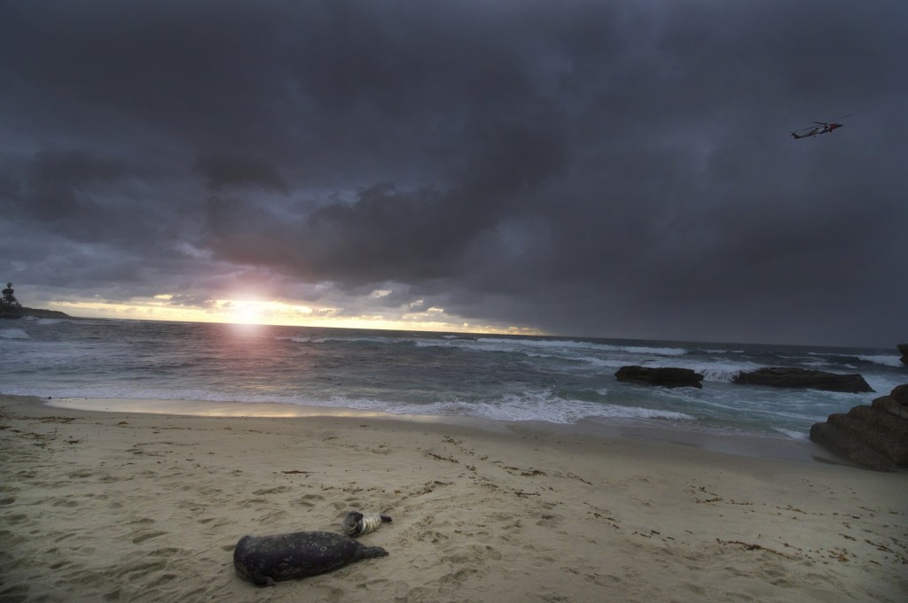 seal and pup