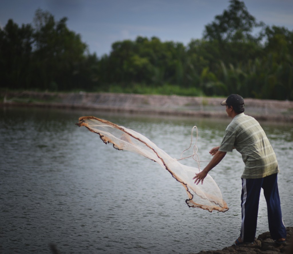 Shrimp Farming