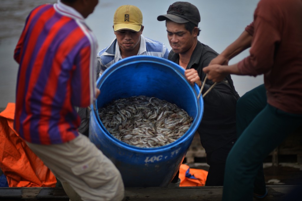 Shrimp farming2