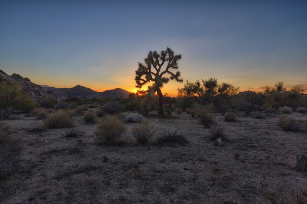 joshua tree2