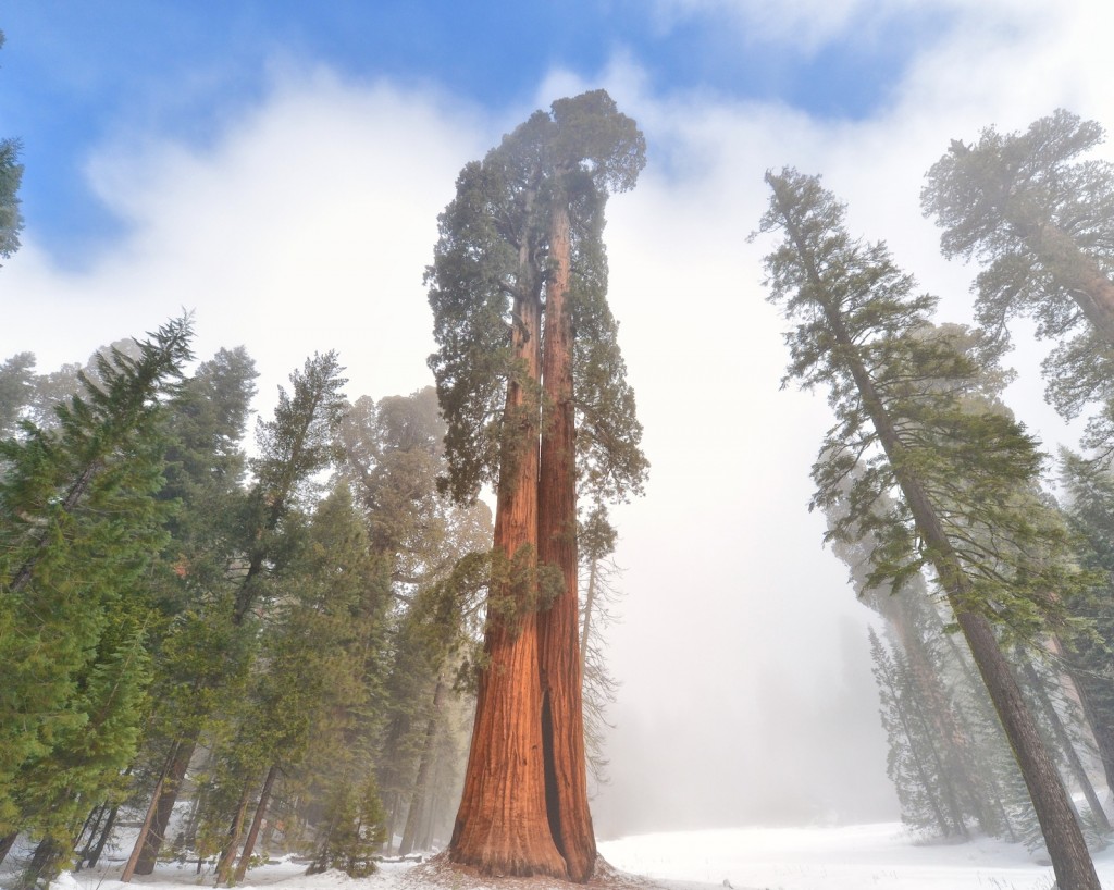 sequoia bright 99