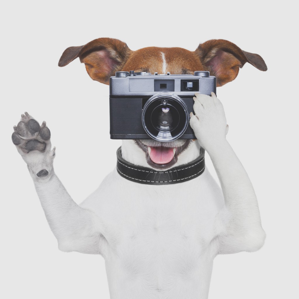 dog-with-camera